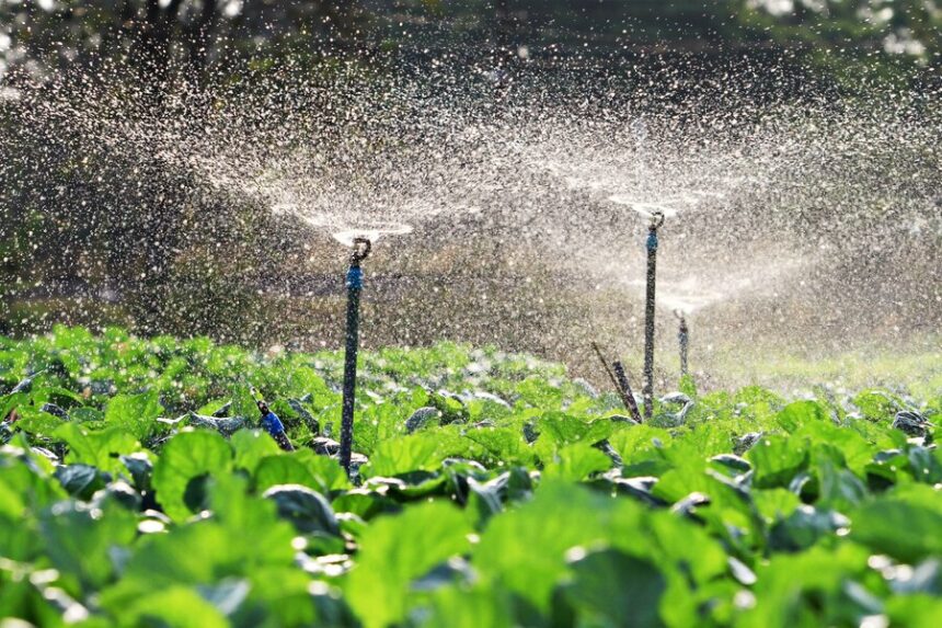 irrigation-vegetables-into-sunset_128929-5-860x573